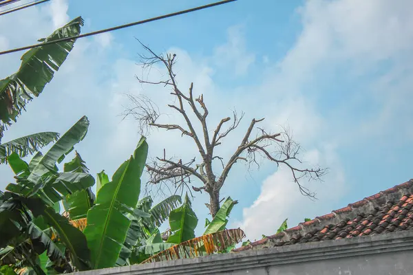 Evin çatısında kuru bir ağaç var.