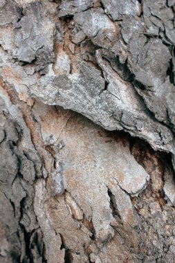 Kuru ağaç kabuğunun soyut dokusu ve beyaz çizgiler.