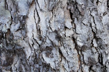 Kuru ağaç kabuğunun soyut dokusu ve beyaz çizgiler.