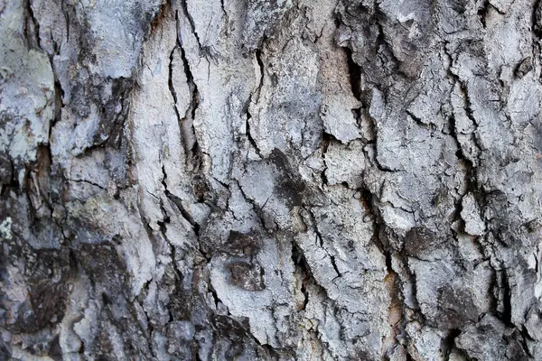 Kuru ağaç kabuğunun soyut dokusu ve beyaz çizgiler.