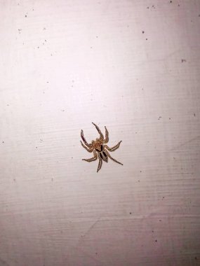 Beyaz bir duvarda sürünen pleksippus paykulli örümceği.