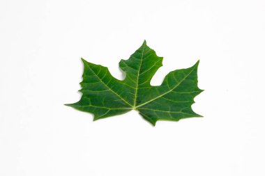 Beyaz arkaplanda küçük papaya yaprağı izole