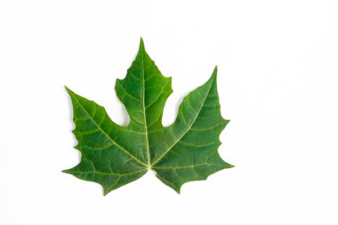 Beyaz arkaplanda küçük papaya yaprağı izole