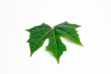 Beyaz arkaplanda küçük papaya yaprağı izole