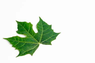 Beyaz arkaplanda küçük papaya yaprağı izole