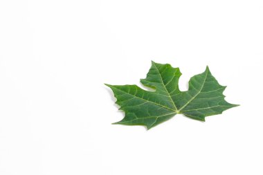 Beyaz arkaplanda küçük papaya yaprağı izole