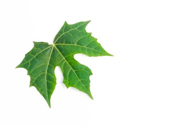 Beyaz arkaplanda küçük papaya yaprağı izole