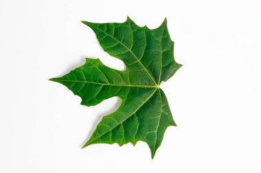 Beyaz arkaplanda küçük papaya yaprağı izole