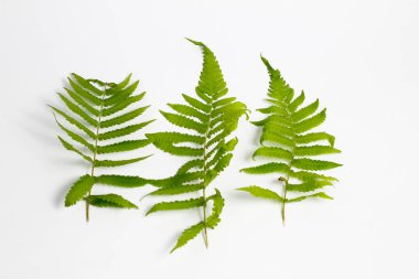 Beyaz arkaplanda polipodiyofil yaprağı izole edildi