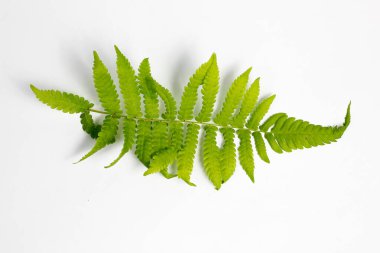 Beyaz arkaplanda polipodiyofil yaprağı izole edildi