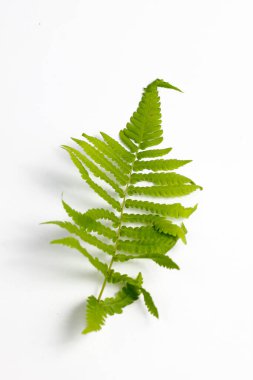 Beyaz arkaplanda polipodiyofil yaprağı izole edildi