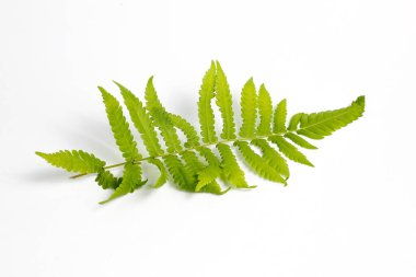 Beyaz arkaplanda polipodiyofil yaprağı izole edildi