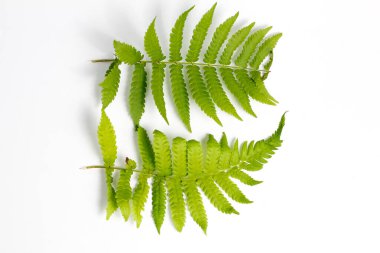 Beyaz arkaplanda polipodiyofil yaprağı izole edildi