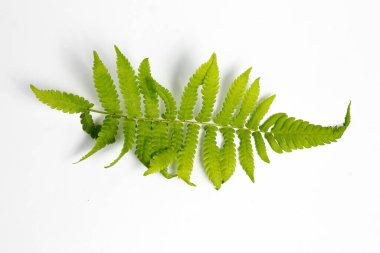 Beyaz arkaplanda polipodiyofil yaprağı izole edildi