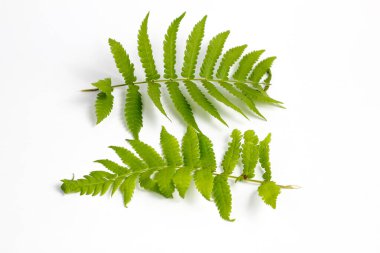 Beyaz arkaplanda polipodiyofil yaprağı izole edildi