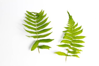 Beyaz arkaplanda polipodiyofil yaprağı izole edildi