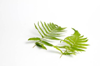 Beyaz arkaplanda polipodiyofil yaprağı izole edildi