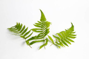 Beyaz arkaplanda polipodiyofil yaprağı izole edildi