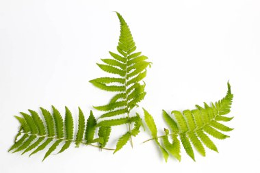 Beyaz arkaplanda polipodiyofil yaprağı izole edildi