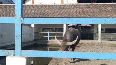 Bir bufalonun havuz kenarında huzur içinde otladığı huzurlu bir ana tanık olun. Metal çit kırsal sükunetin çerçeveli bir görüntüsünü sunuyor.
