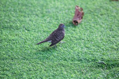 Kahverengi tüylü barışçıl bir güvercin yeşil bir çimen yüzeyinde yürüyor ve doğal ve huzurlu bir manzara yaratıyor..