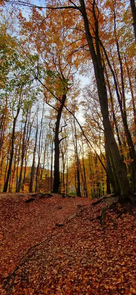 Güzel bir kayın ormanının sonbahar manzarası