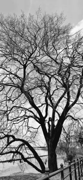 Ağaç dalları, doğa bitki örtüsü.