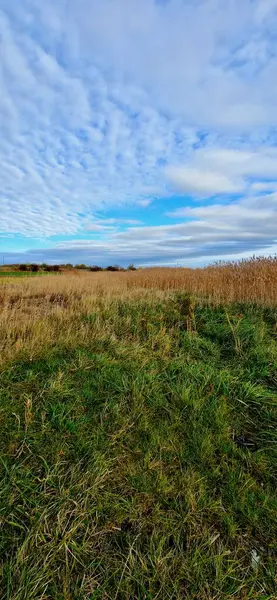 Vistula Nehri 'nin doğası. Sobizewo poland