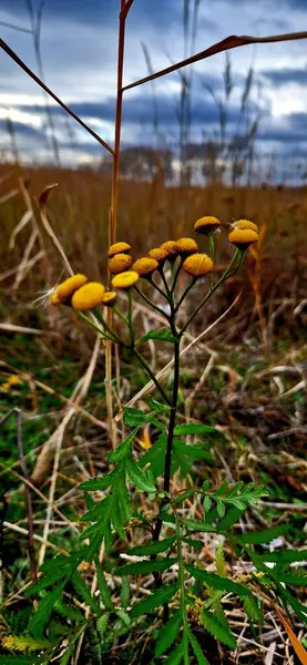 Vistula Nehri 'nin doğası. Sobizewo poland