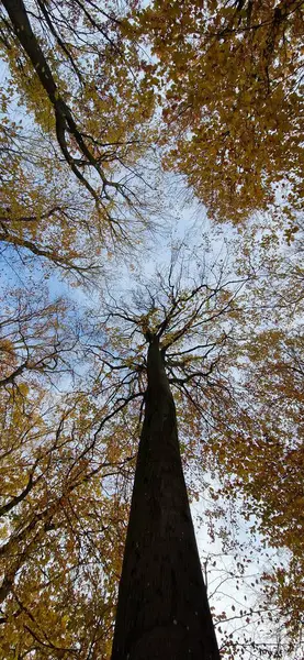 Sonbahar yaprakları, sonbahar bitkileri