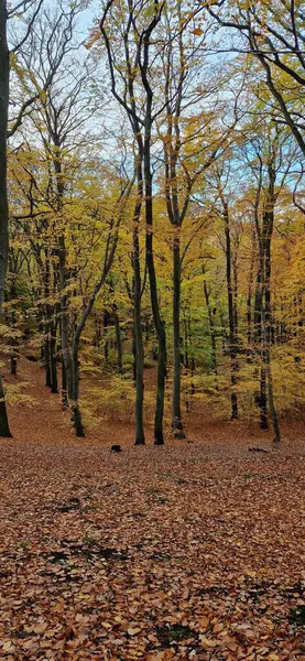 Ağaçlar ve yapraklarla dolu güzel sonbahar manzarası