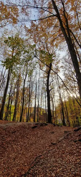 Sonbahar ormanı, ağaçlar ve yapraklar, doğa bitki örtüsü ve çevre