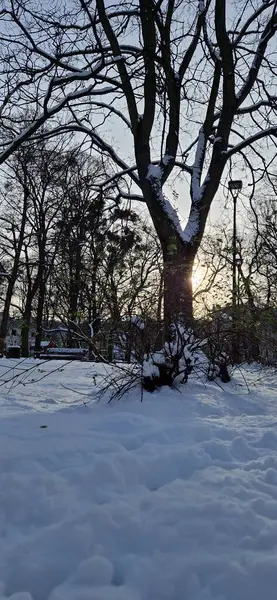 Karlı güzel kış manzarası