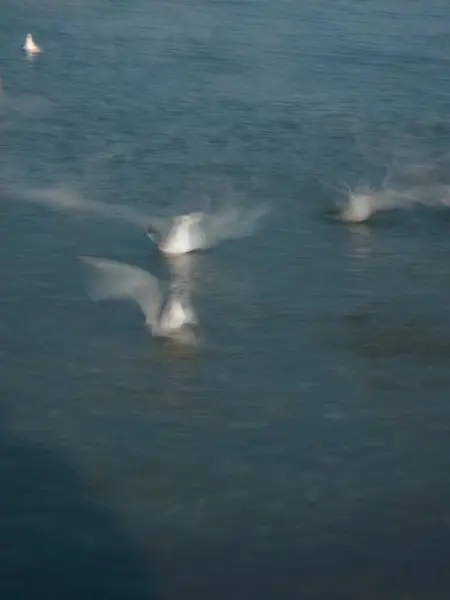 Martılar denizde uçuyor.