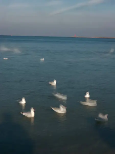 Martılar denizde uçuyor.