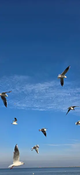 Martı gökyüzünde uçuyor