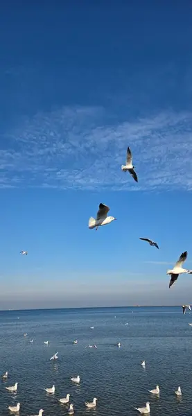 Martılar denizin üzerinde uçuyor.