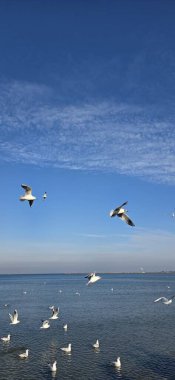 Martılar gökyüzünde uçuyor
