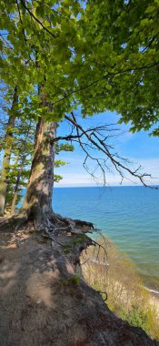 Yazın ağaçtan göl manzarası. Rusya