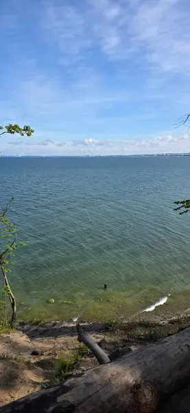 Göl ve ağaçlar doğada