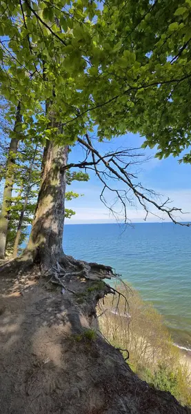 Yazın ağaçtan göl manzarası. Rusya