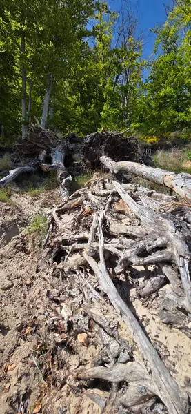 Mavi gökyüzü ve kıyıda yeşil çimenler olan eski ahşap kütük.