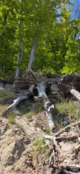 Ormandaki ağaçların kökleri