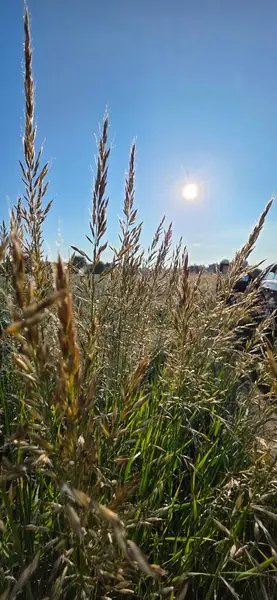 Buğday tarlası olan güzel bir manzara.
