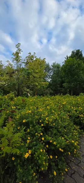 Büyük bir ağacı olan güzel bir manzara.