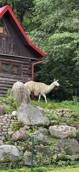 Çiftlikteki beyaz keçi