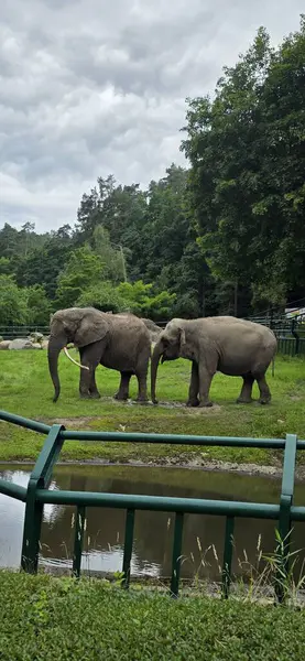 Hayvanat bahçesinde yürüyen bir grup fil.