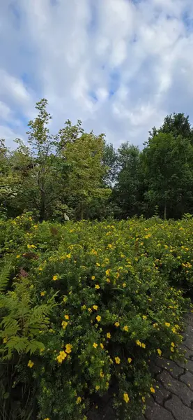 Parkın güzel manzarası