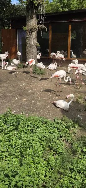 Parktaki gölün güzel manzarası