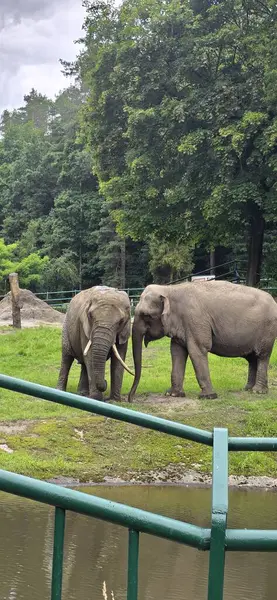 Hayvanat bahçesindeki fil